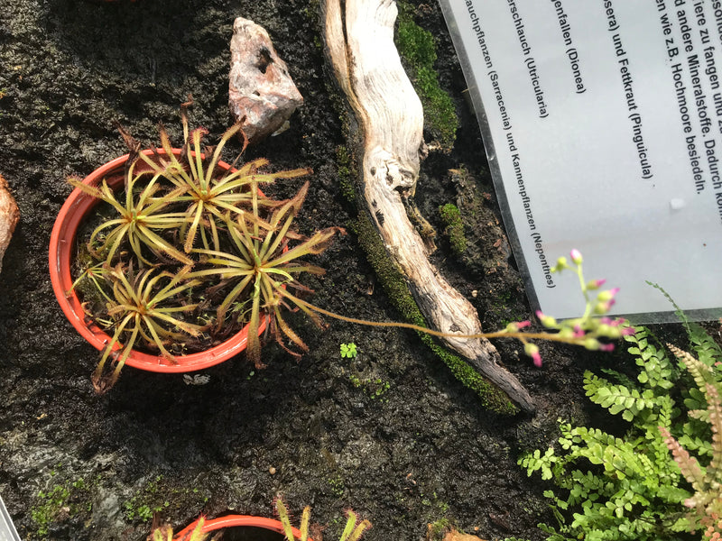 L'immagine mostra una Drosera capensis in un piccolo vaso di fiori rosso. La pianta mostra le sue tipiche foglie coperte di tentacoli e una lunga infiorescenza.