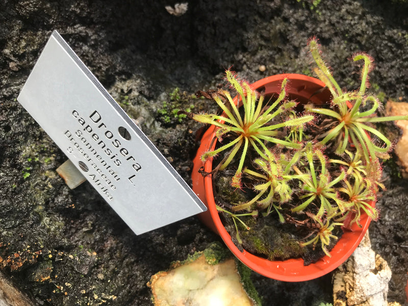 Diversi esemplari di Drosera capensis crescono in un piccolo vaso di fiori arancione. Accanto c'è un cartello con il nome scientifico.
