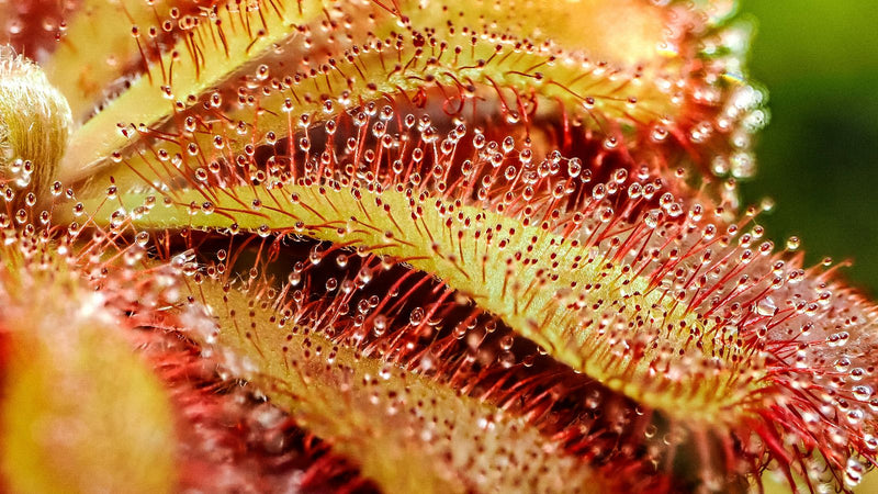 Un primo piano dettagliato mostra le foglie di una drosera del Capo, coperte da fini peli ghiandolari e gocce luccicanti di secrezione.