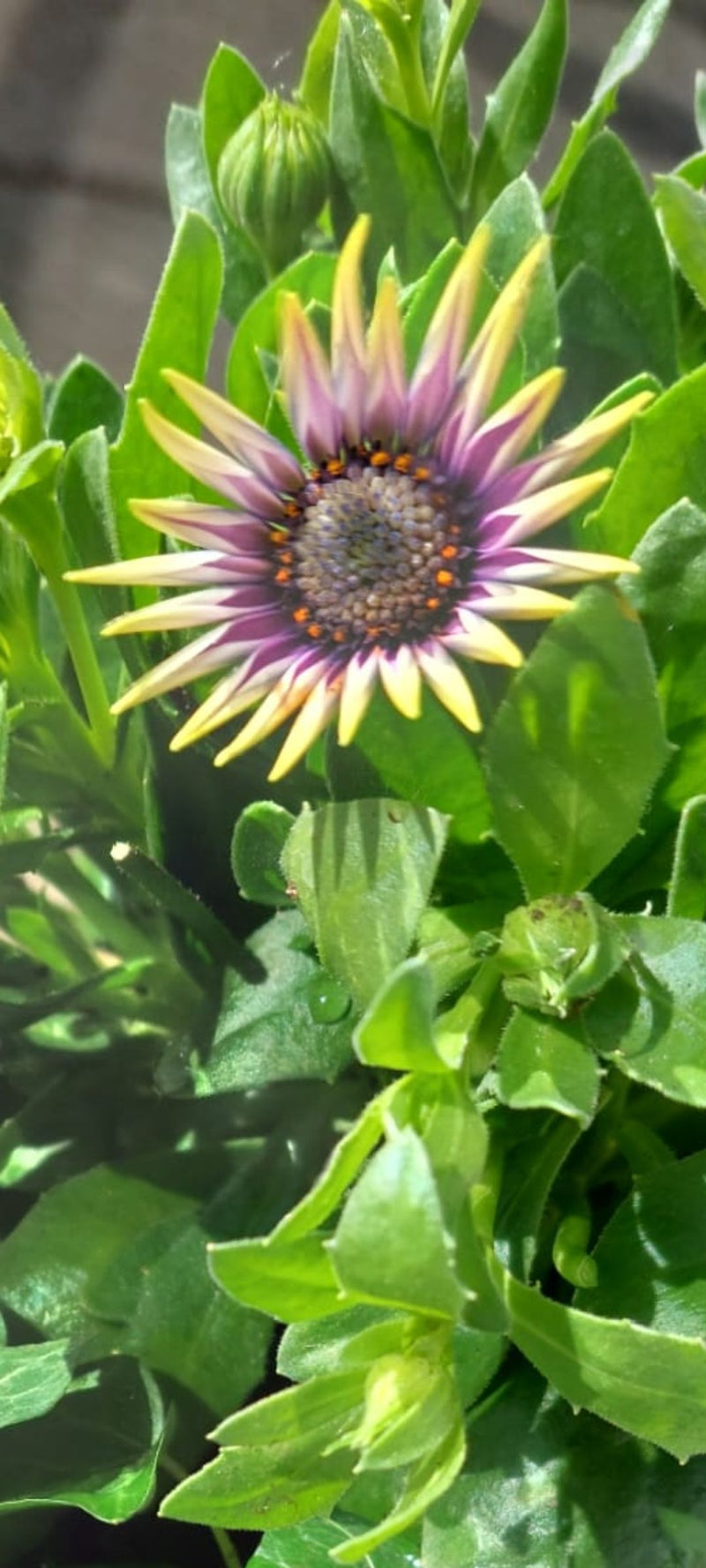 Margherita del Capo — Bild 1