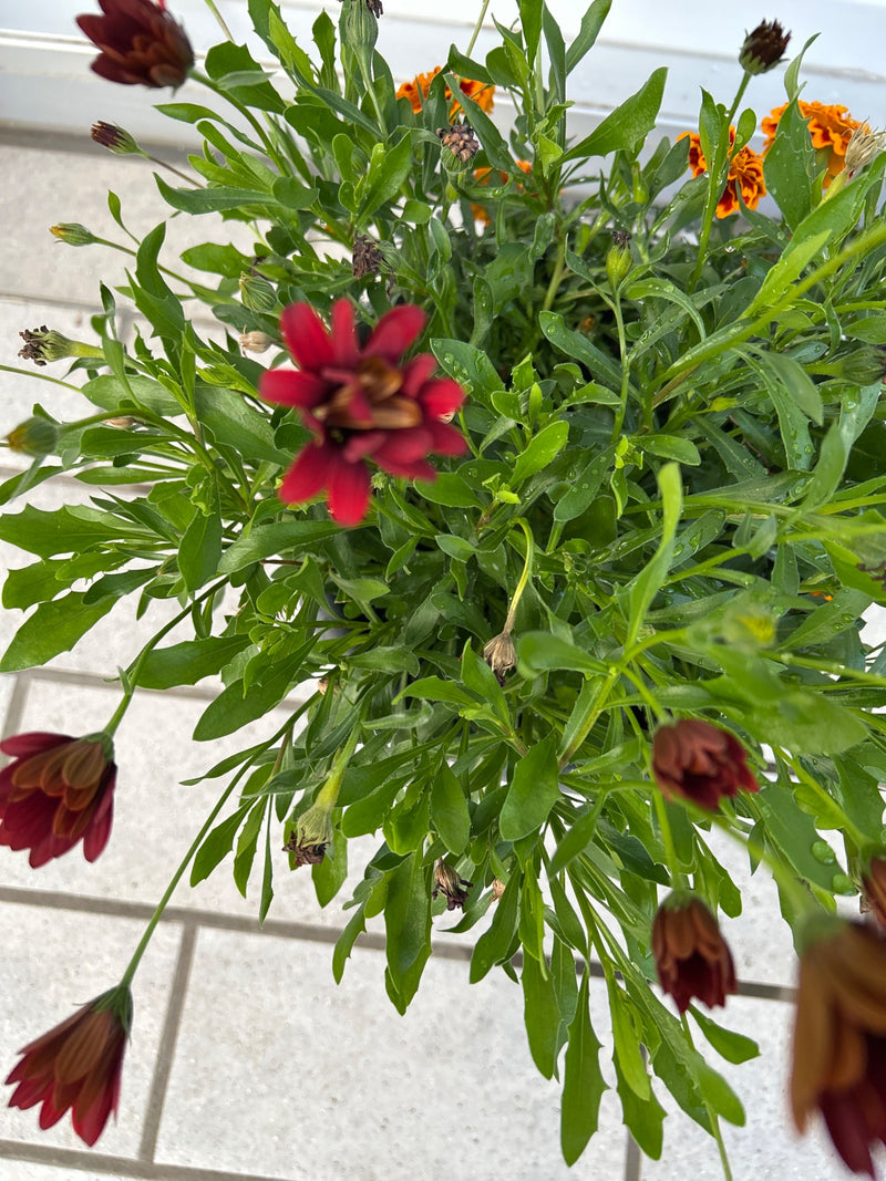Si vede una margherita del Capo in fiore con fiori rosso scuro e foglie verdi rigogliose. La pianta è in un vaso su sfondo chiaro.
