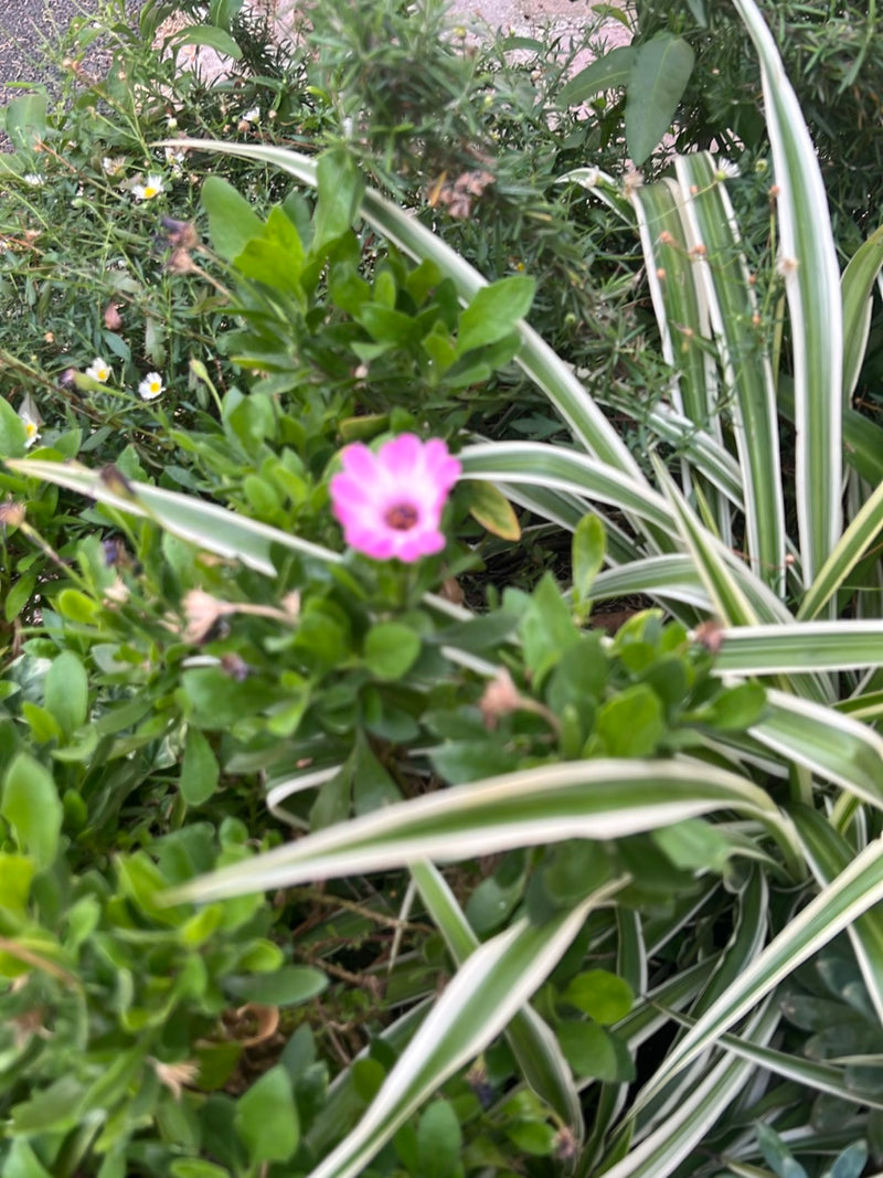 È visibile un singolo fiore rosa di margherita del Capo, che cresce al centro tra fogliame verde e graminacee ornamentali in un'aiuola.