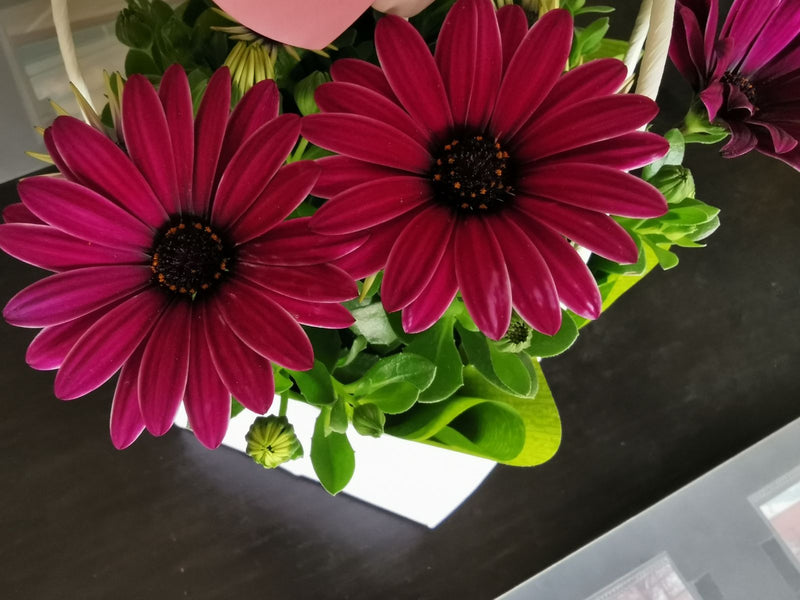 L'immagine mostra due magnifici fiori viola di margherita del Capo in primo piano. Si trovano in una fioriera insieme a foglie verdi.