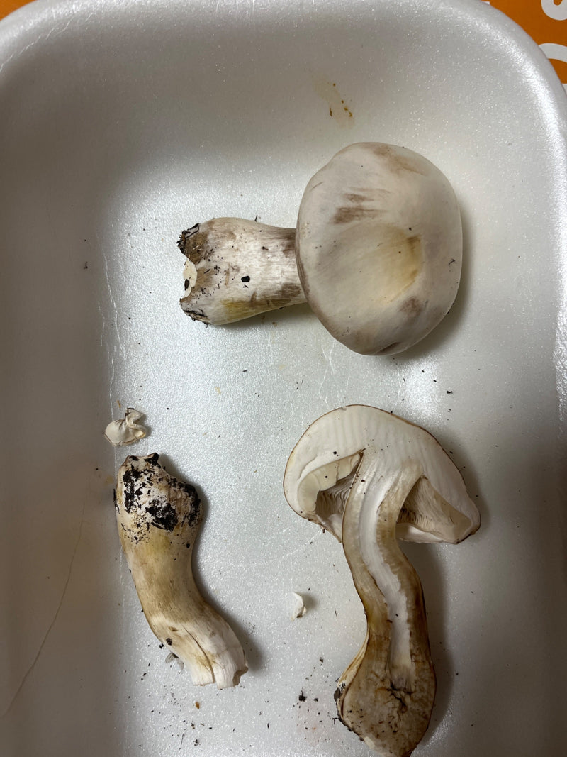 Diversi corpi fruttiferi tagliati di prataioli tossici si trovano in un vassoio bianco, uno dei quali è tagliato a metà.
