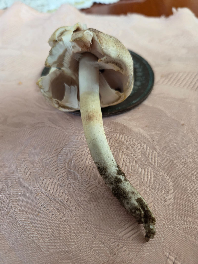 È visibile il corpo fruttifero di un prataiolo tossico con cappello aperto e lamelle visibili. Il fungo si trova su una superficie decorata.