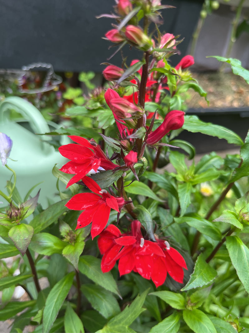 Cardinale Lobelia — Bild 1