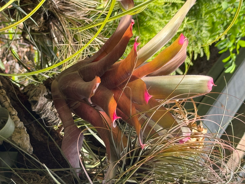 Karmesinroter Blattschopf — foto 1 di 1