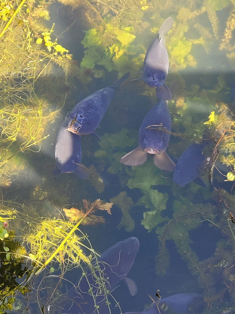 Carpa comune — Bild 1