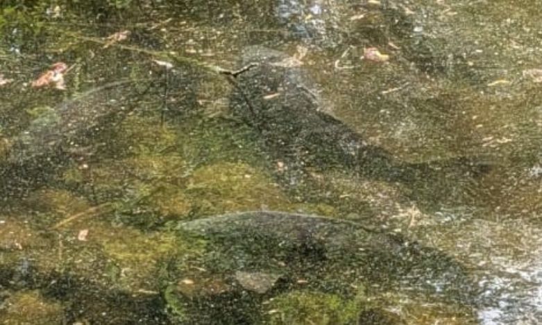Diverse carpe comuni nuotano vicino al fondo in uno specchio d'acqua poco profondo e torbido. I pesci sono ben visibili attraverso la superficie dell'acqua.