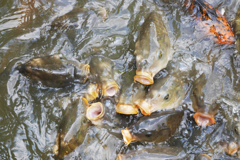 L'immagine mostra diverse carpe comuni che si accalcano sulla superficie dell'acqua con la bocca aperta. Sono viste dall'alto in acqua torbida.