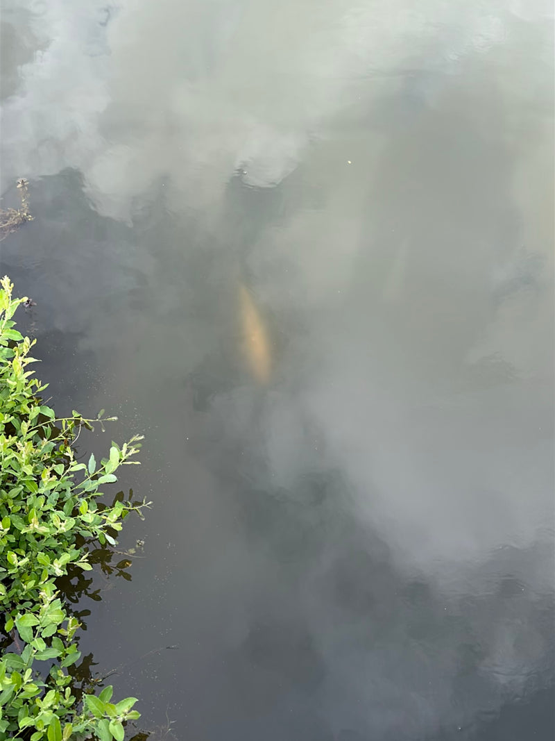 Un grosso pesce è vagamente visibile nell'acqua torbida di uno specchio d'acqua. La vegetazione verde della riva cresce sul bordo sinistro dell'immagine.