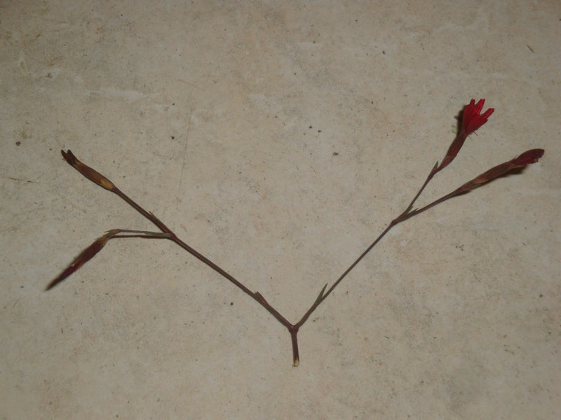 È visibile un garofano dei Certosini con fiori rossi caratteristici su sfondo chiaro.