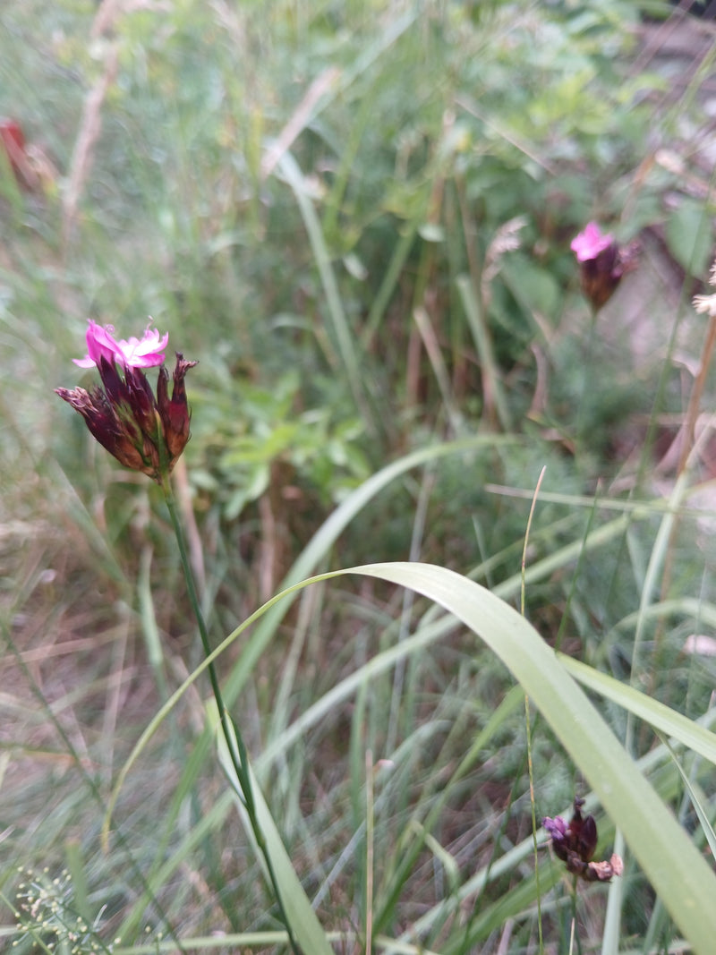 Si vede un garbo certosino in fiore con i suoi caratteristici petali rosa e sepali scuri in un prato. La pianta si trova in mezzo all'erba alta.