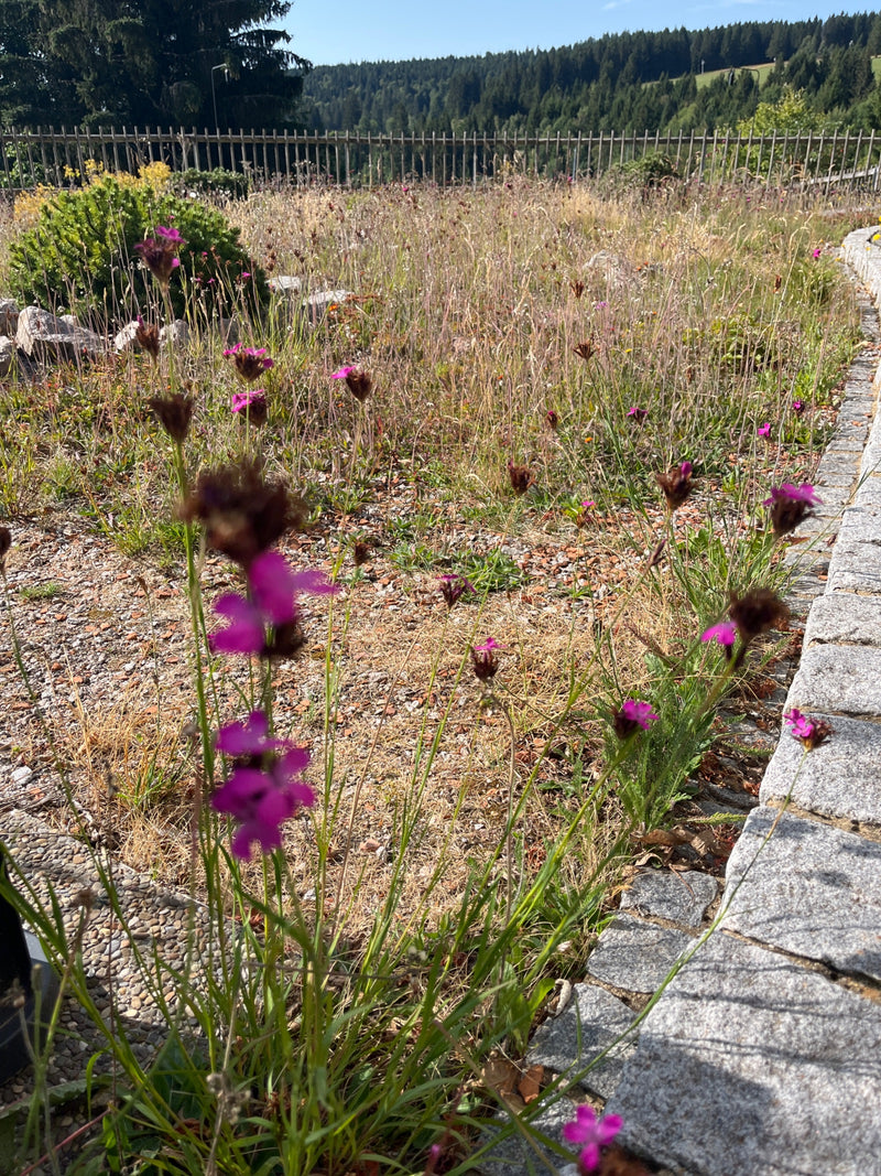 L'immagine mostra diversi garofani certosini in fiore su un prato secco vicino a un sentiero lastricato. I fiori rosa vivo si ergono su steli sottili.