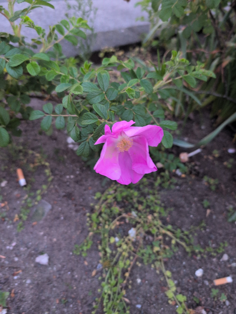 Rosa di patate — Bild 1