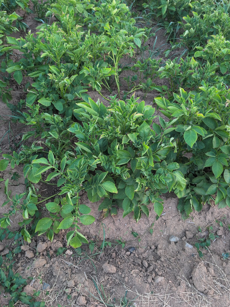 L'immagine mostra diverse piante di patate verdi che crescono in un campo di terra. Le tipiche foglie pennate delle piante sono chiaramente visibili.