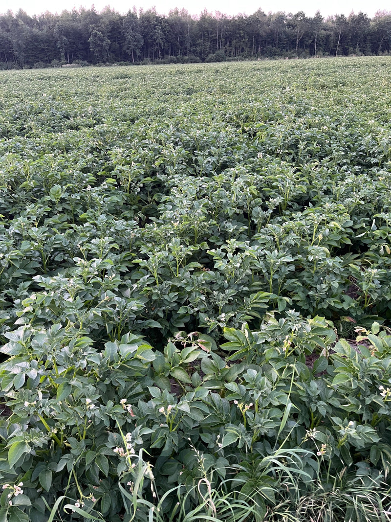 L'immagine mostra un grande campo di patate con molte piante verdi e alcuni fiori in primo piano.
