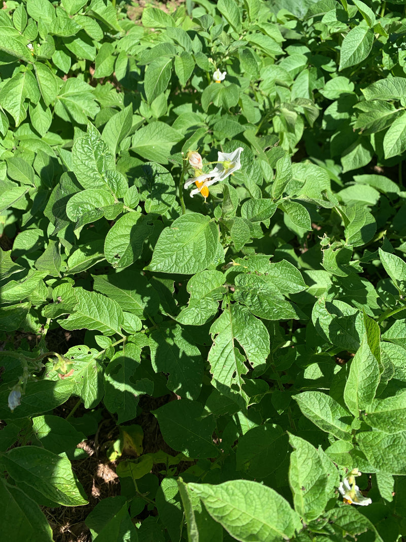 L'immagine mostra una pianta di patate sana con foglie verdi rigogliose e alcuni fiori bianchi. La foto cattura la chioma della pianta dall'alto.