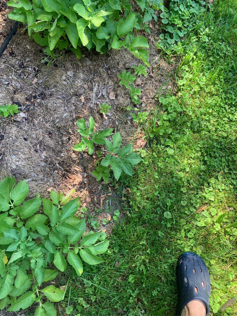 Si vedono piante di patate verdi che crescono in un'aiuola da giardino sul terreno. Lo scatto mostra le piante dall'alto nel loro ambiente naturale.