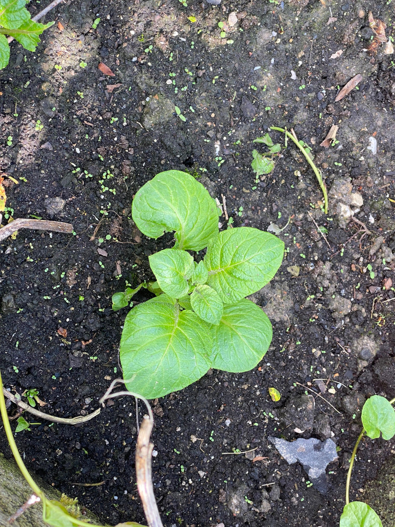 Si vede una giovane pianta di patate con foglie verdi che cresce da terra scura. Lo scatto mostra la pianta dall'alto.