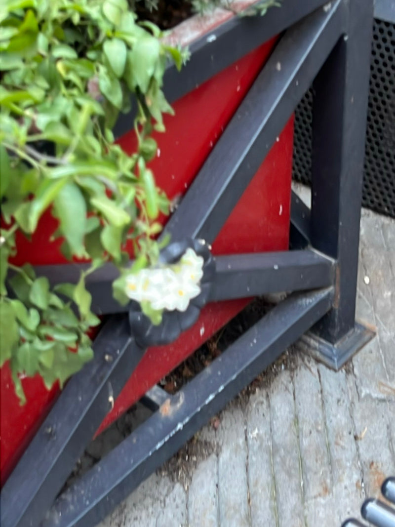 Kartoffelblume — Bild 1