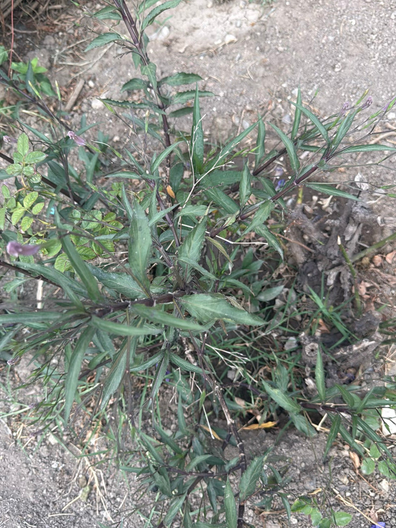 Fiore di patata — foto 2 di 3