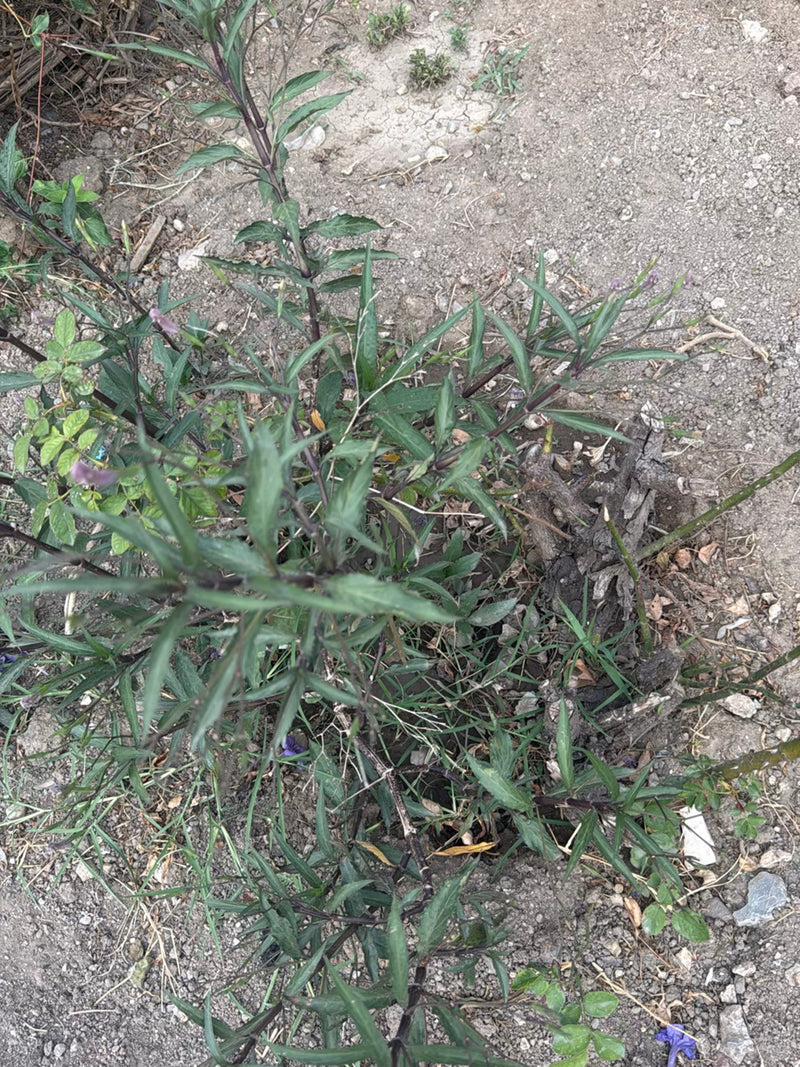 Fiore di patata — foto 1 di 3