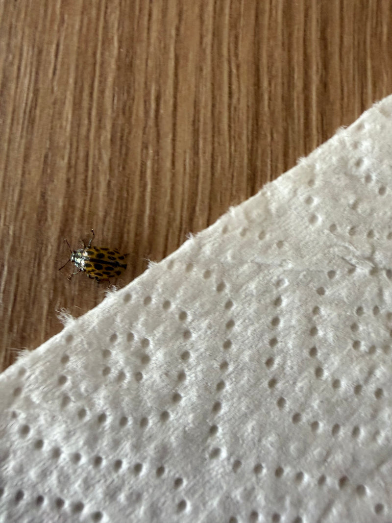 Scarabeo della patata del Colorado — Bild 1