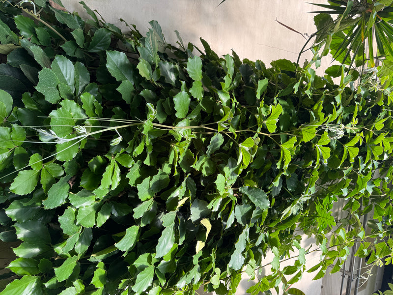 Kastanienwein — foto 2 di 2