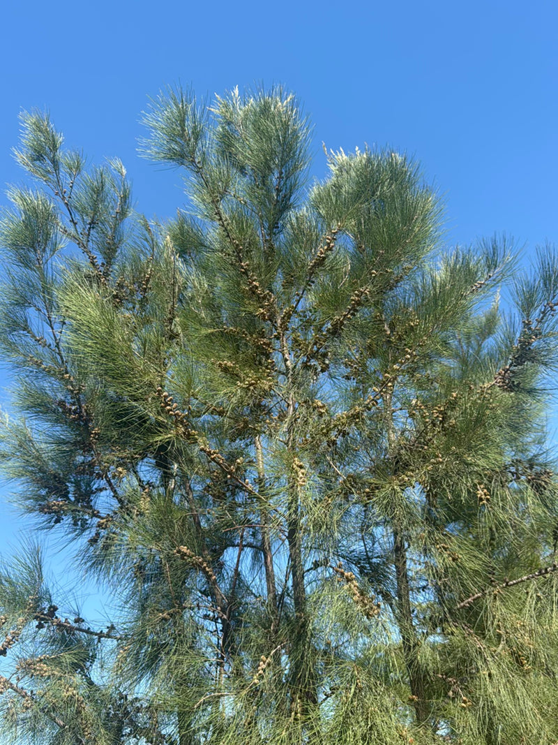 Albero di Casuarina — Bild 5