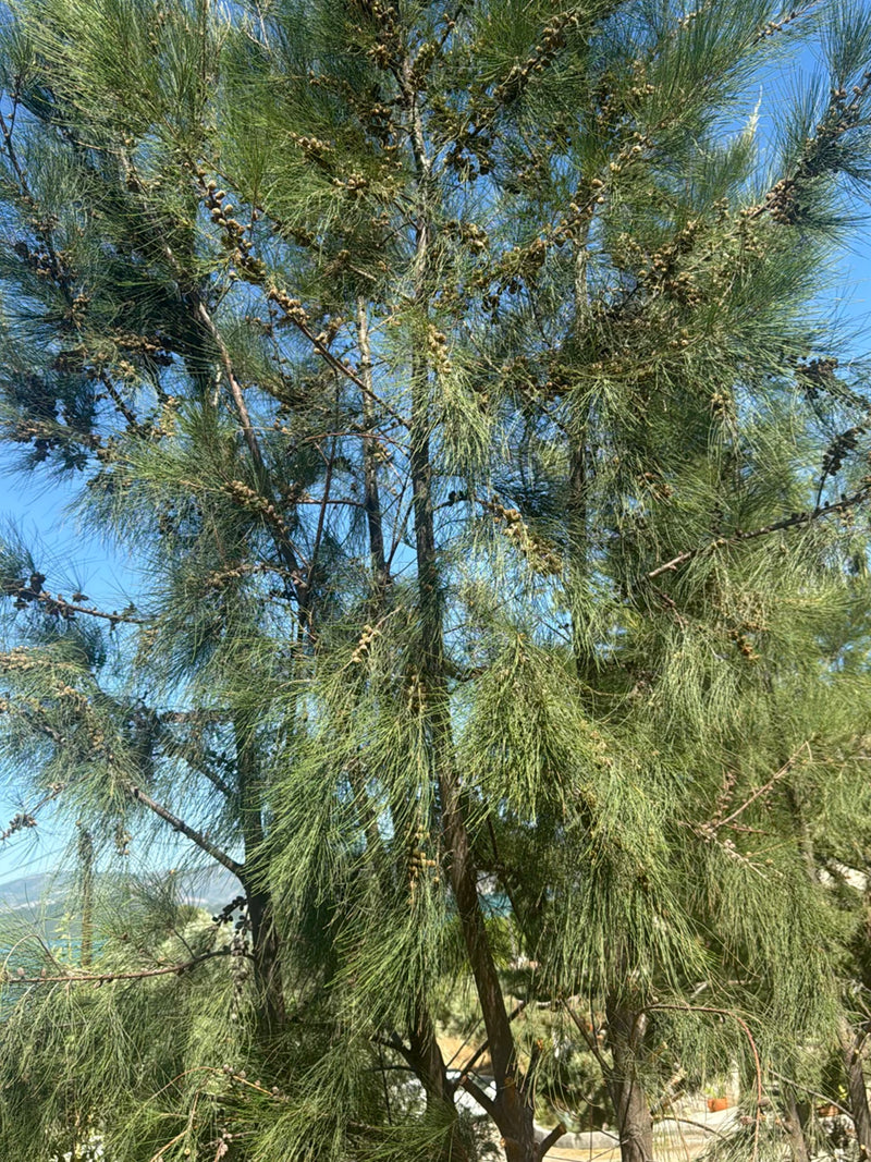 Albero di Casuarina — Bild 2