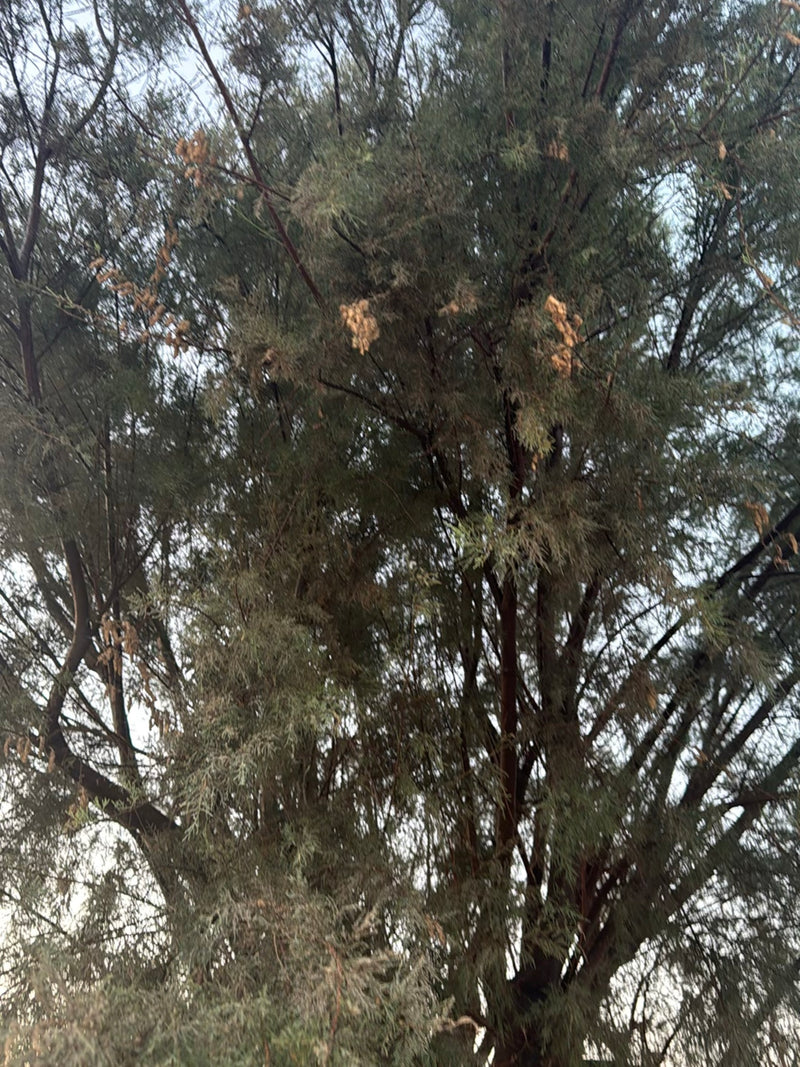 L'immagine mostra un albero di casuarina adulto con rami sottili caratteristici ripreso dal basso. La pianta si trova all'aperto.