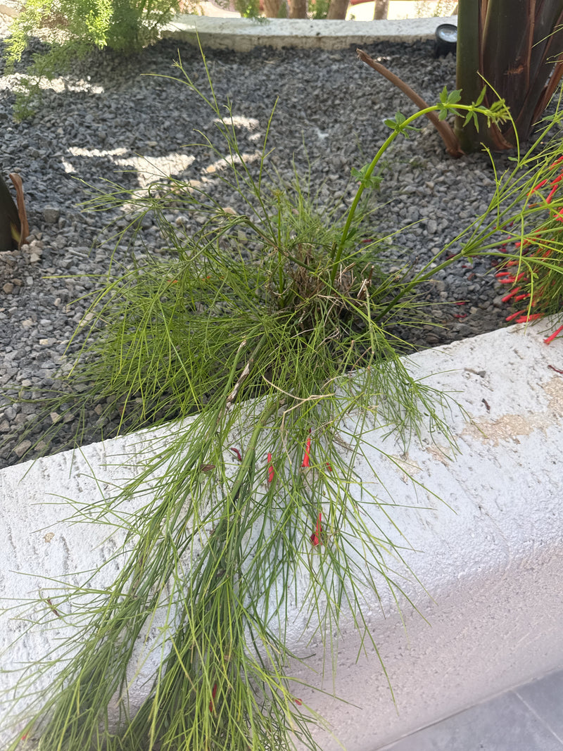 Albero di Casuarina — Bild 3