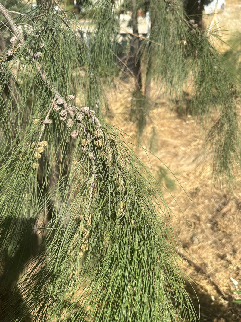Albero di Casuarina — Bild 1