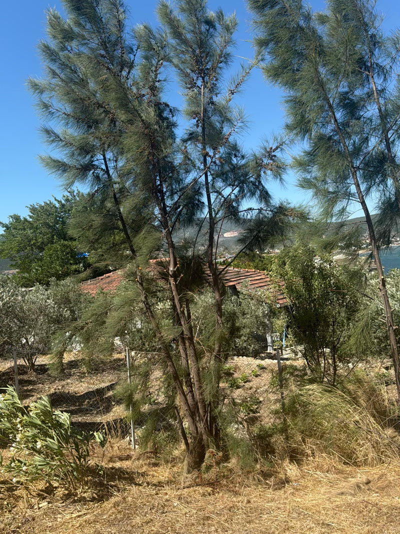 Albero di Casuarina — Bild 4