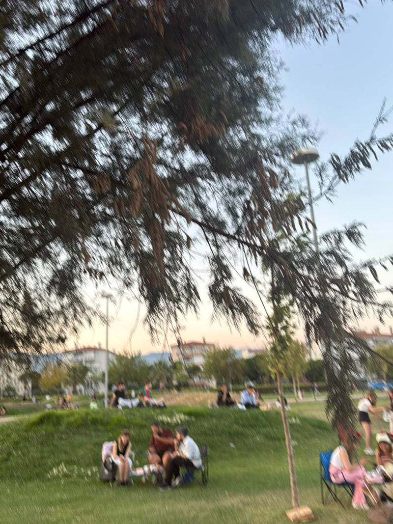 I rami e gli aghi sottili di un albero di casuarina pendono in primo piano su un paesaggio di parco con persone sedute.