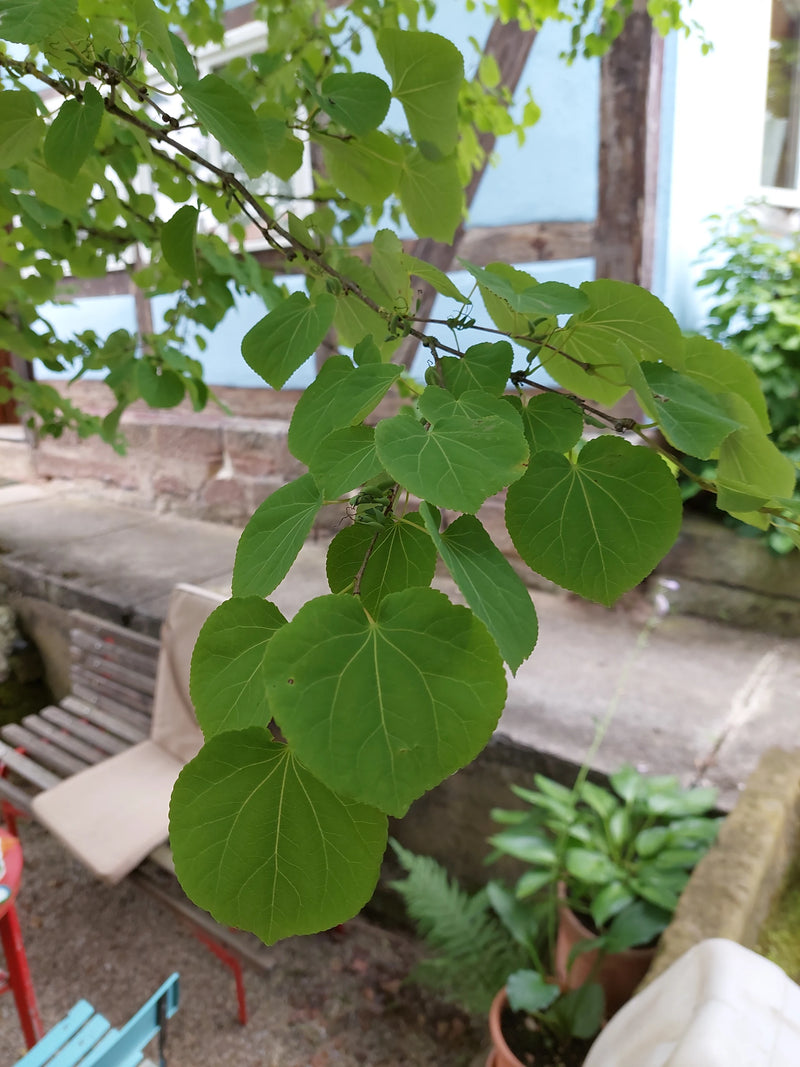 Albero di pan di zenzero — Bild 1