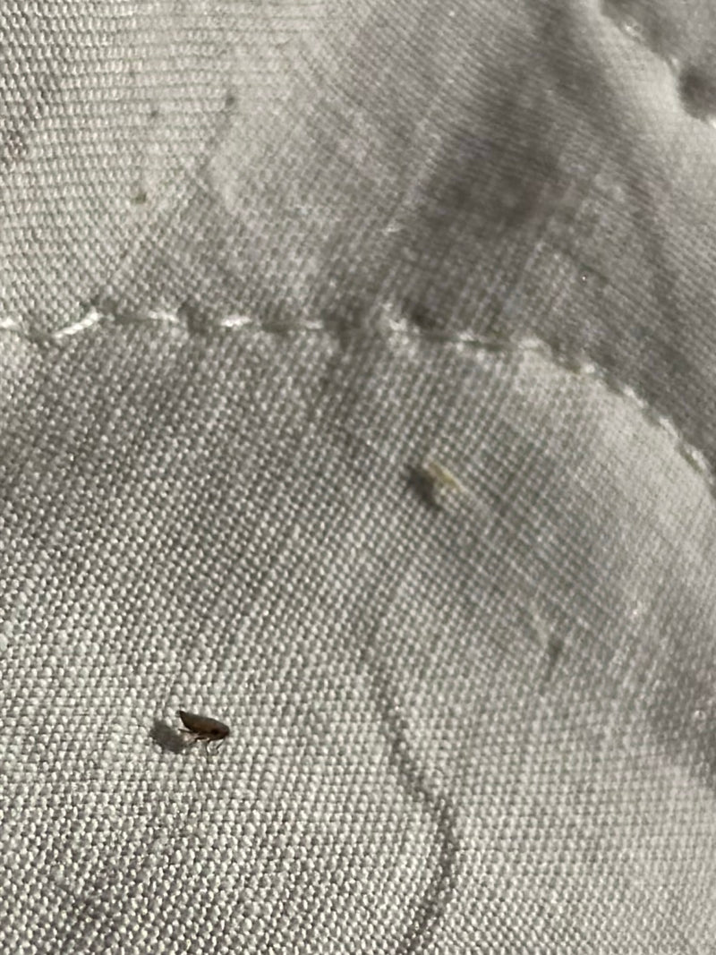 Un singolo pulce del gatto è visibile su una superficie tessile chiara. Il piccolo insetto appiattito lateralmente si trova sul tessuto.
