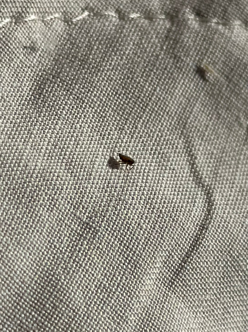 Una piccola pulce del gatto siede su un tessuto chiaro. L'insetto è visibile in primo piano di lato.