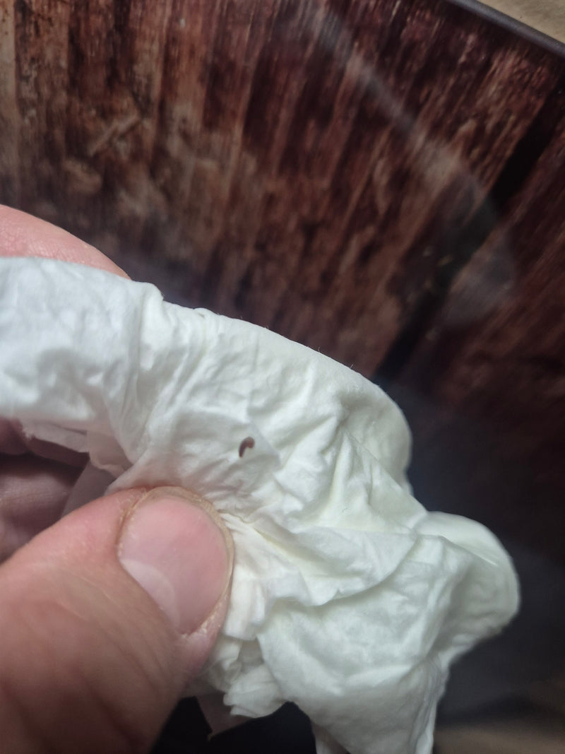 Una piccola pulce del gatto è visibile su un fazzoletto di carta bianco. L'insetto è posato sulla superficie.