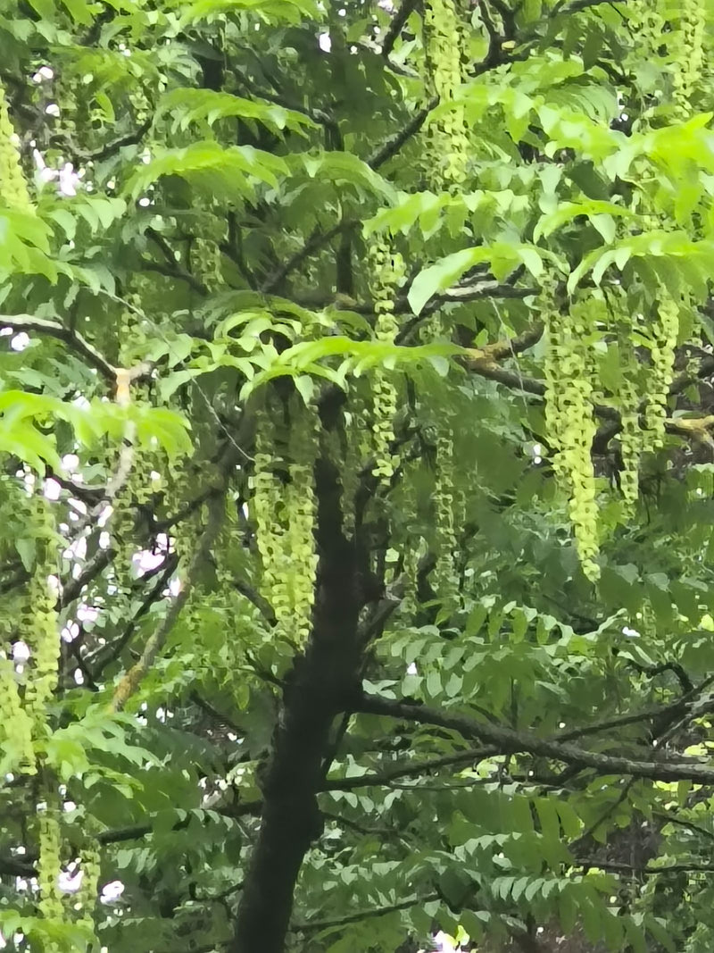 Noce alare caucasica — foto 5 di 7