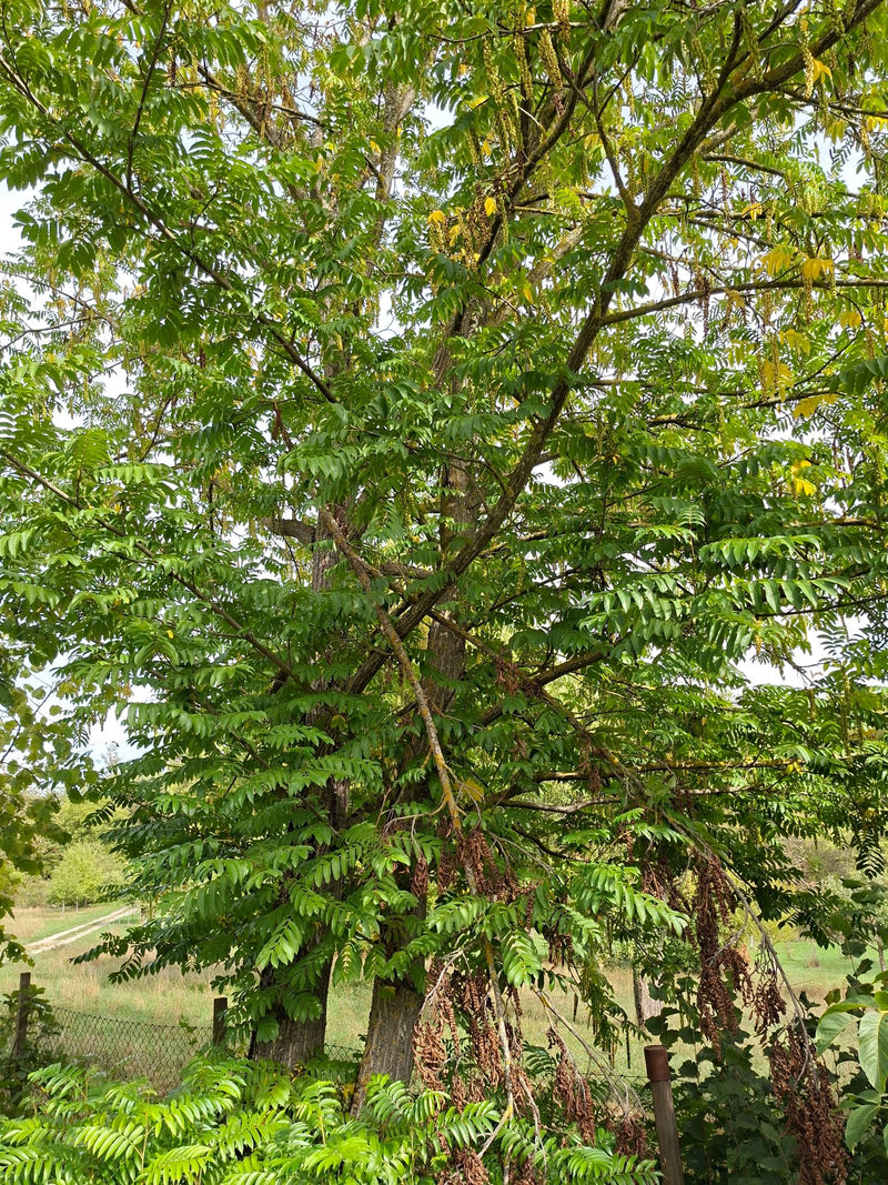Noce alare caucasica — foto 1 di 7