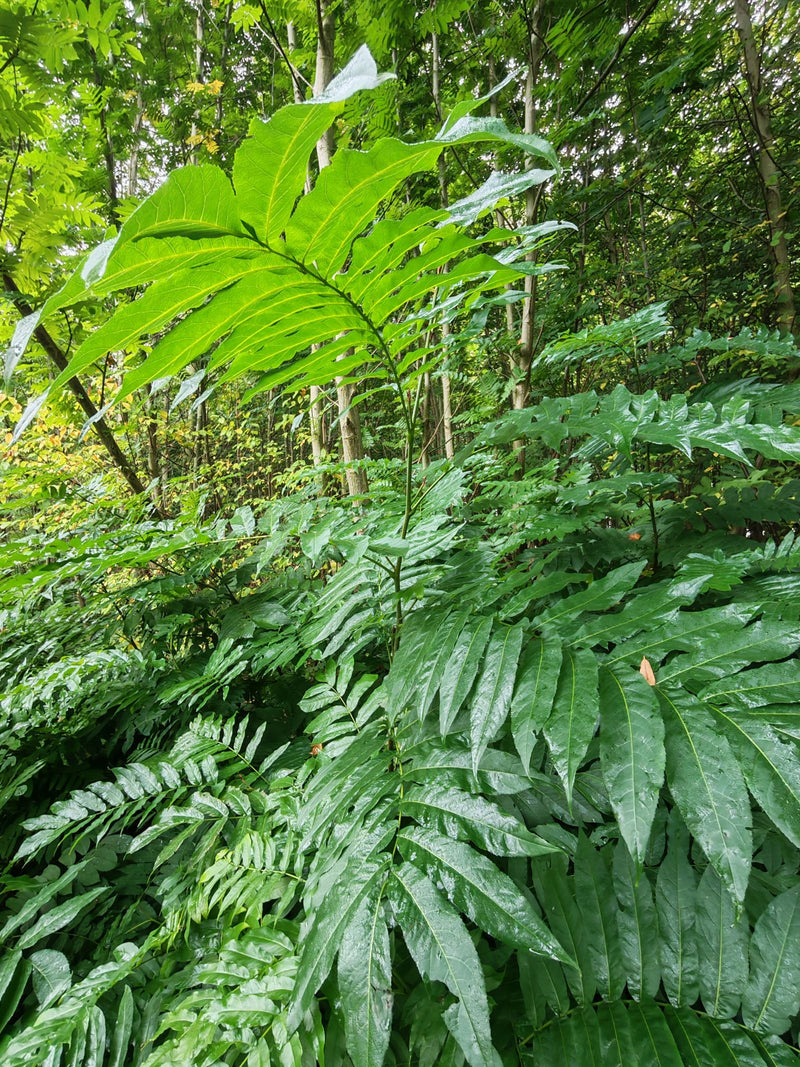 Grandi foglie pennate di un giovane noce del Caucaso che cresce in una fitta foresta decidua.