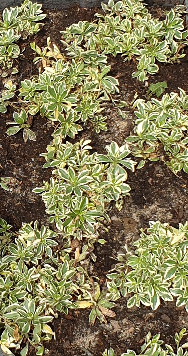 Borracina del Caucaso — Bild 1