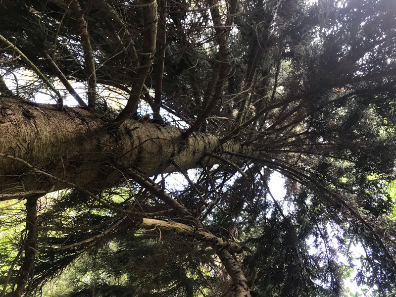 Kaukasus-Fichte — foto 4 di 5