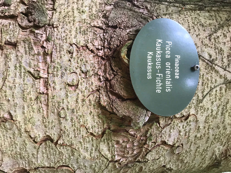 Kaukasus-Fichte — foto 3 di 5
