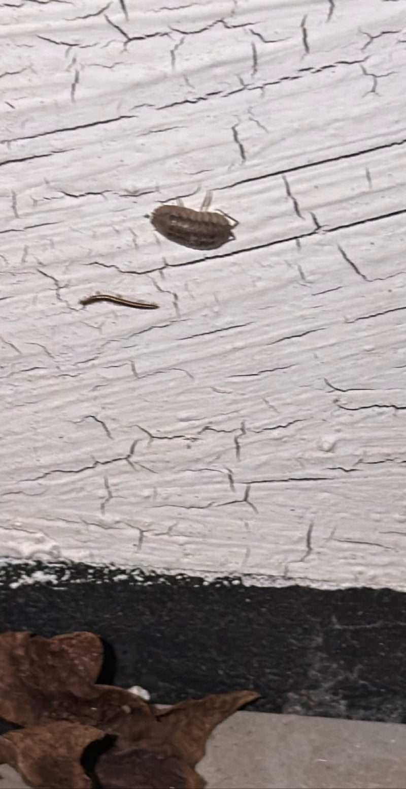 woodlice — Bild 1