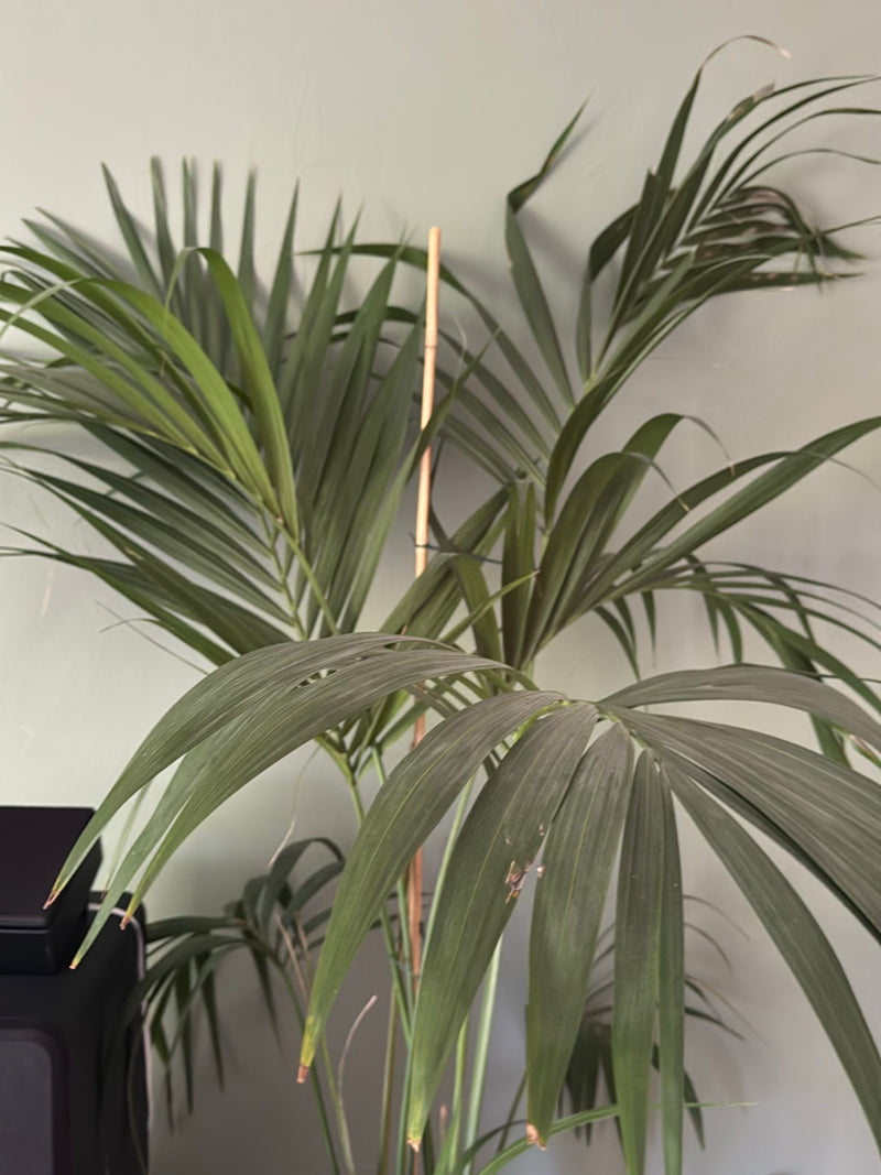 È visibile una palma kentia con le sue tipiche fronde pennate verde scuro in un ambiente interno.