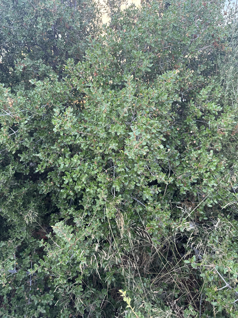 Quercia Kermes — Bild 3