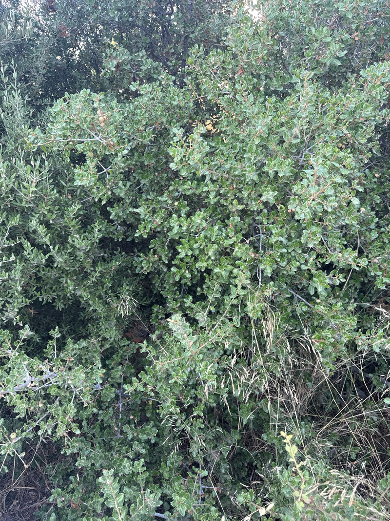 Quercia Kermes — Bild 1